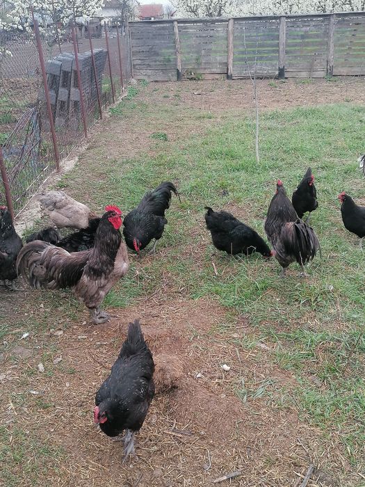 Pui australorp negru și albastru