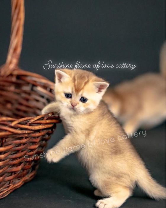 Киски ласковые