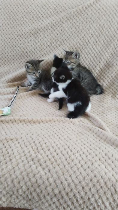 Котята в добрые руки