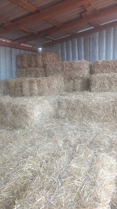 Baloti de paie de grau