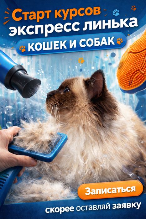 Курсы груминга кошек и собак