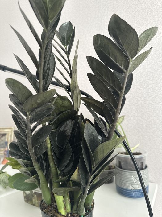 Черный замиакулькос  10000