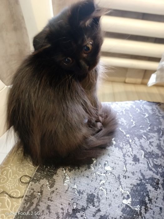 2 Котенка Шотладецы 1000