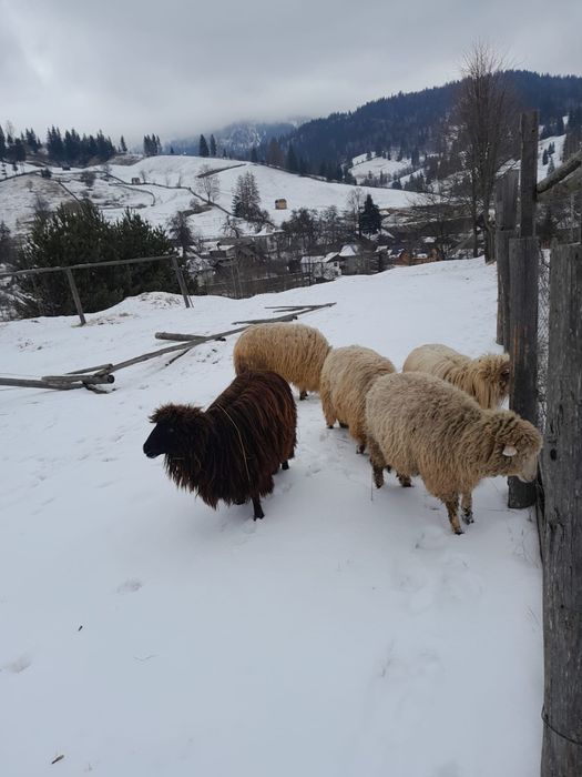 Vând 6 oi  ( citit descriera)