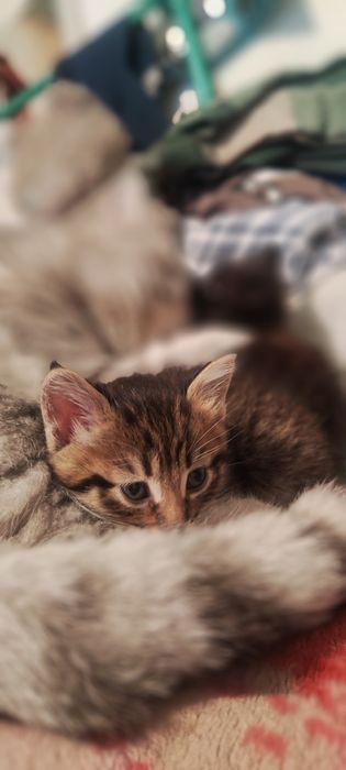 Отдам котят в добрые руки