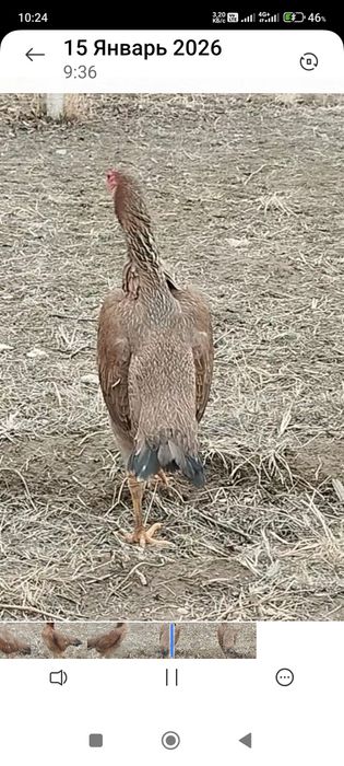 Сатлады срочнаа.