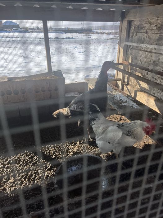 Күрке тауық, Үндік 9999 теңге