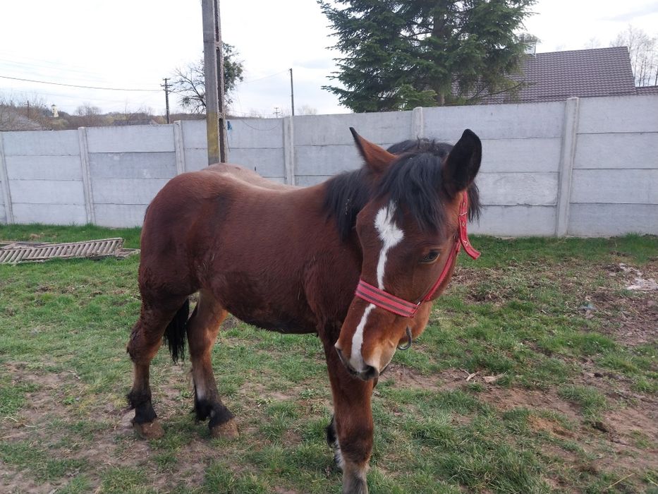 Schimb armasar de Un an si o luna