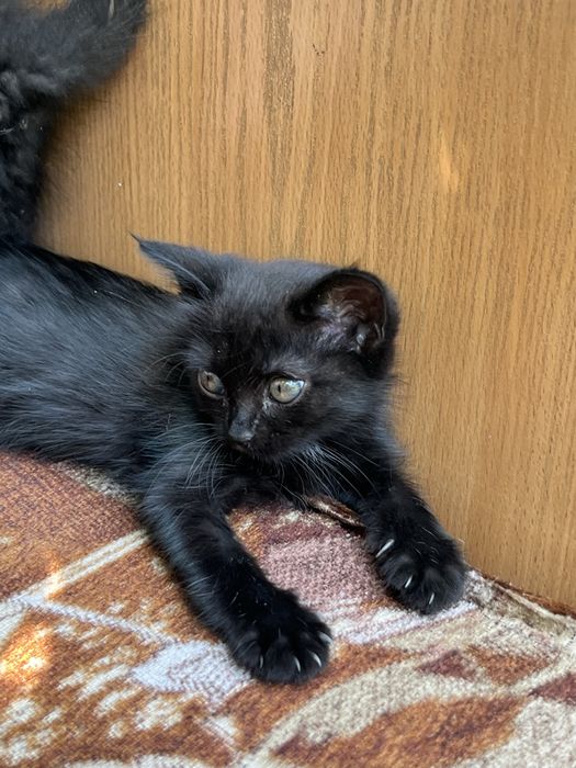 отдам котенка в хорошие руки