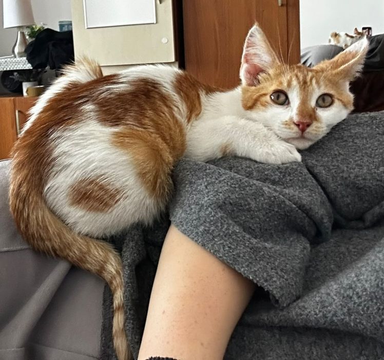 Dau spre adoptie pui de pisica