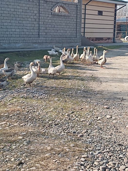 Gozla totilad zotli gaga parodiya