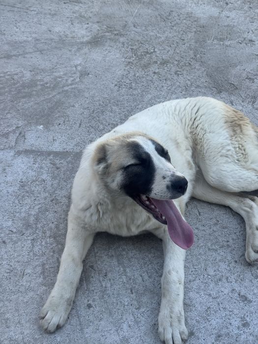 Срочно продается алабай сучка