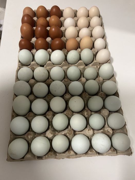 Ouă colorate pentru incubat – 4 lei/buc – doar Brașov