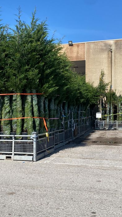 Cupressocyparis Leylandii la ghiveci 3-4m