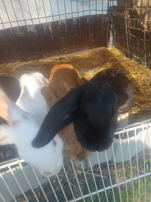 Vând iepuri Detalii in pv