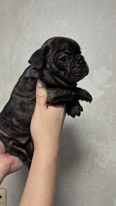 Девочка французского бульдога