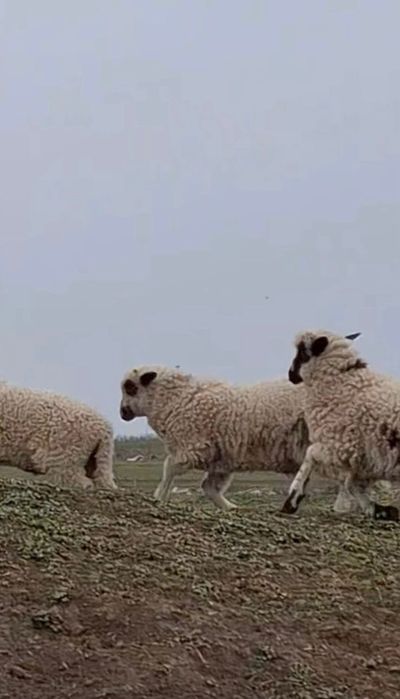 Miei  de vânzare