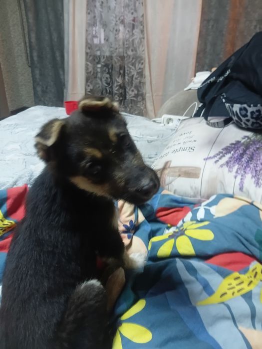 Отдам щенка в хорошие руки.