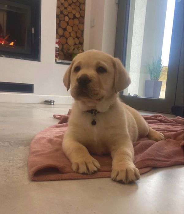 Pui Labrador Retriever cu Pedigree Tip A