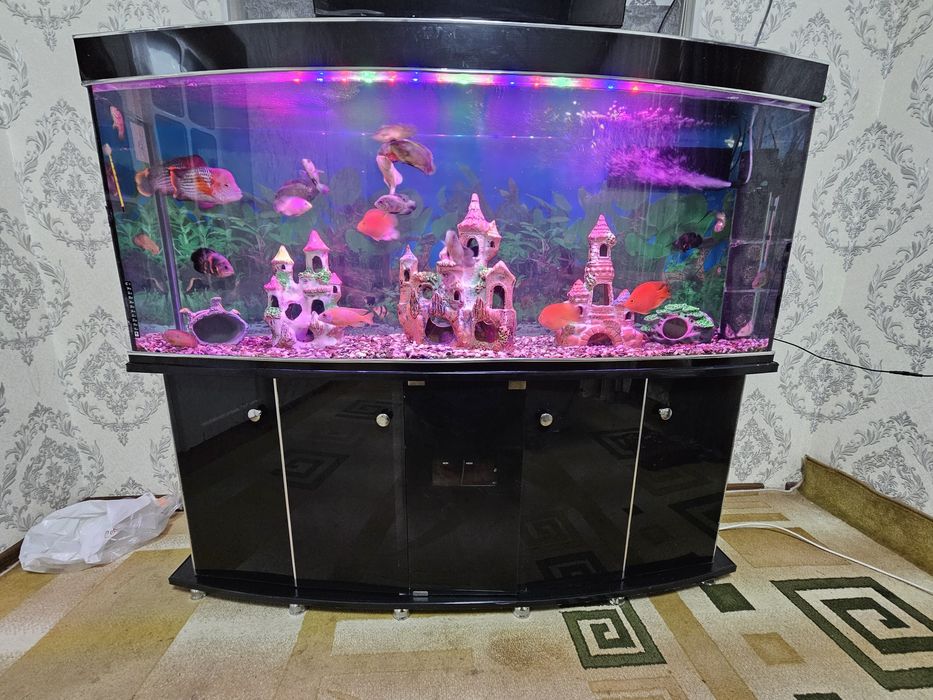 Srochniy Akvarum sotiladi