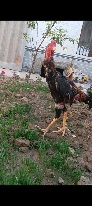 11 ойлик жожа залатиска