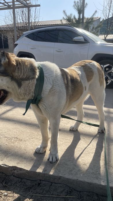 Продаю алабай самка