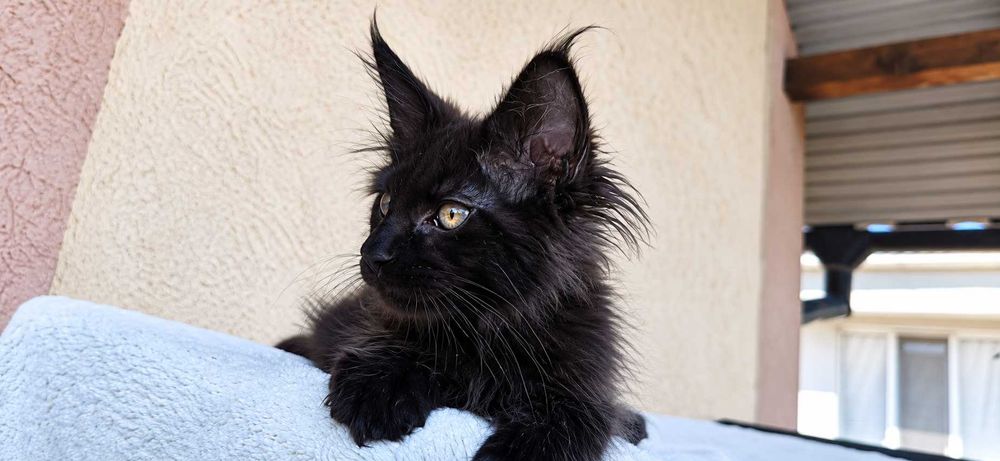 Panteră de casă: 0% pericol, 100% grație. Maine Coon negru solid cu acte,Lynx Rune Code