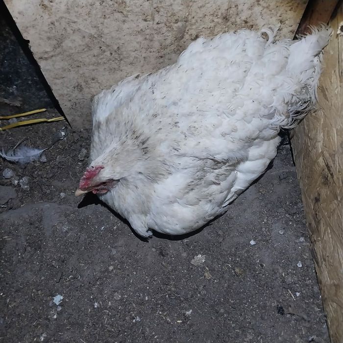 Продам Квочки с цеплятами.