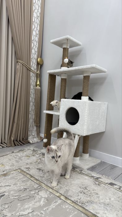 Британские котята