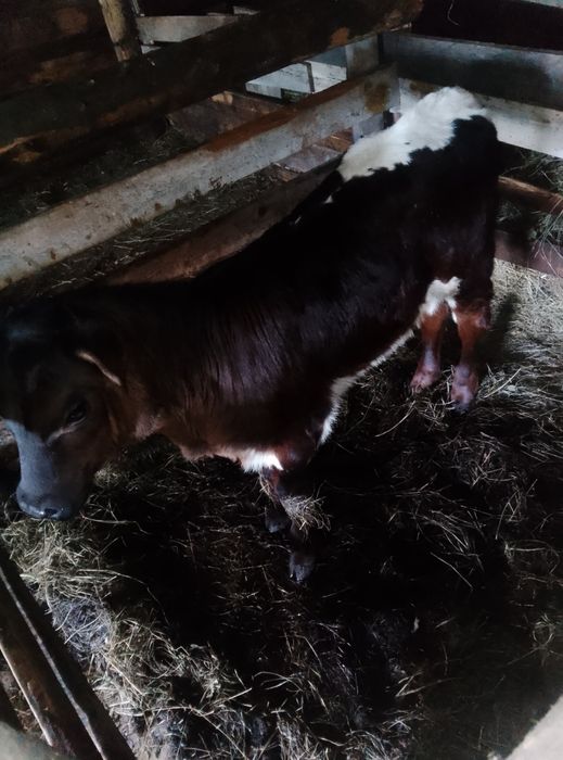 De vânzare vițică