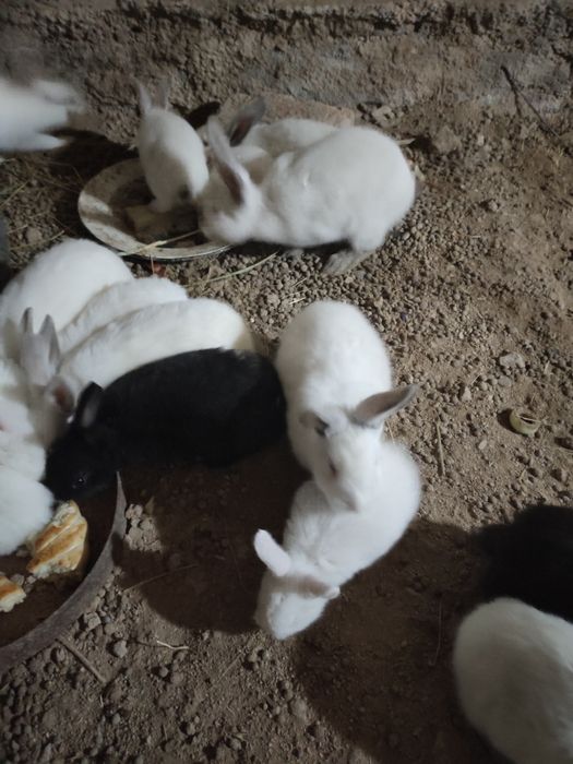 Quyon bolalari sotiladi