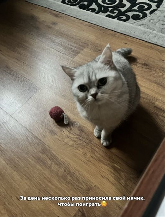Индивидуальная передержка кошек, доступно