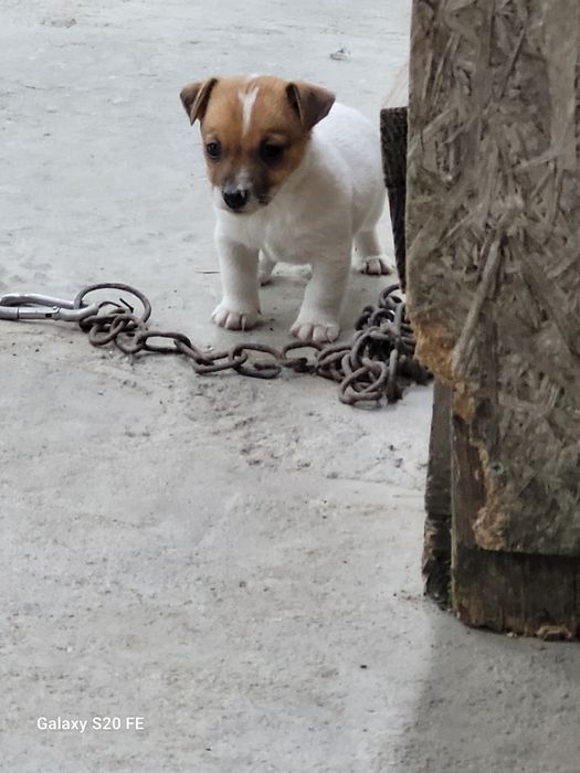 Джак Ръсел Териер