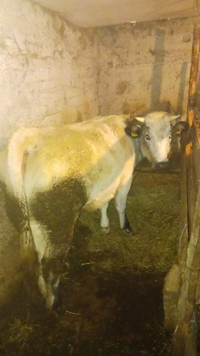 Juninca rasa belgiana