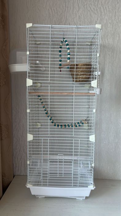 продам волнистых попугаев попугай