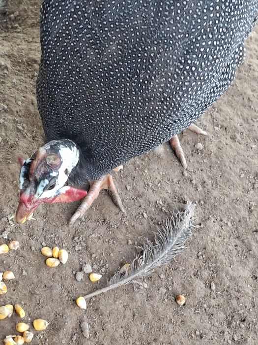 Продаются циссарки