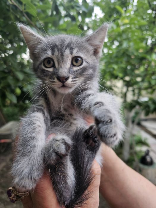 Котенок мальчик красавчик