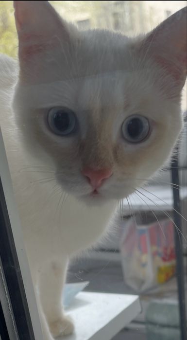 Отдам котика в добрые руки