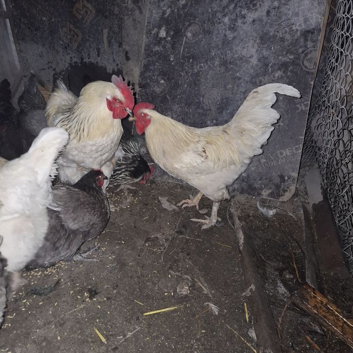 Продам петрушков