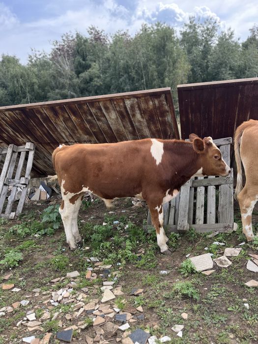 Бычок 6 месяцев продаёться