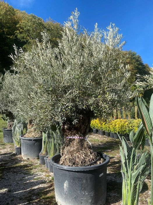 Maslin Secular Oleea Europaea