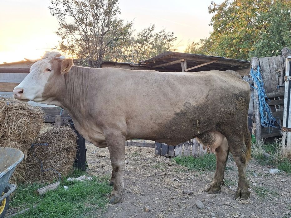 Vaca baltata, mare, tânăra,