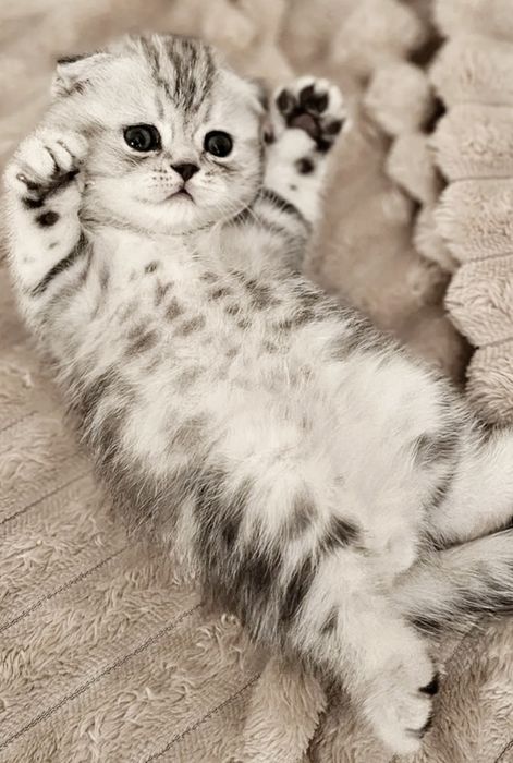 ШотЛандСкие КотЯта