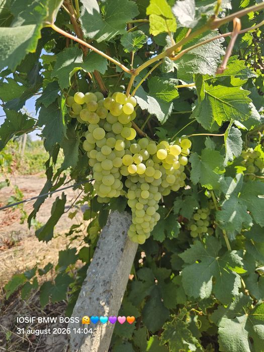 Vând struguri pentru vin
