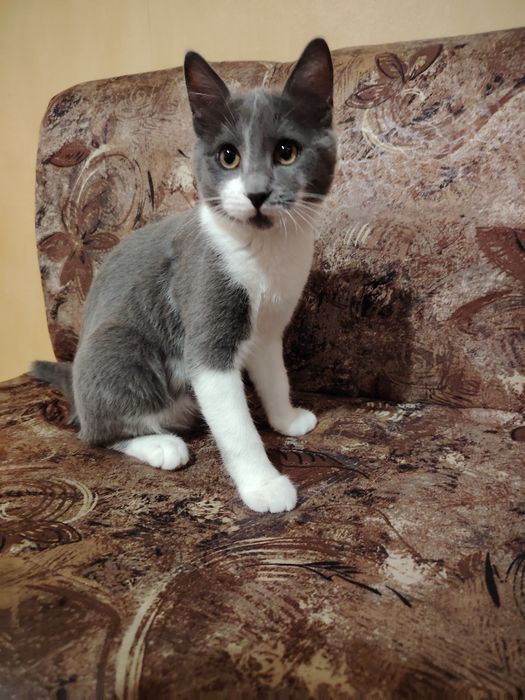 Полупородисто мъжко коте