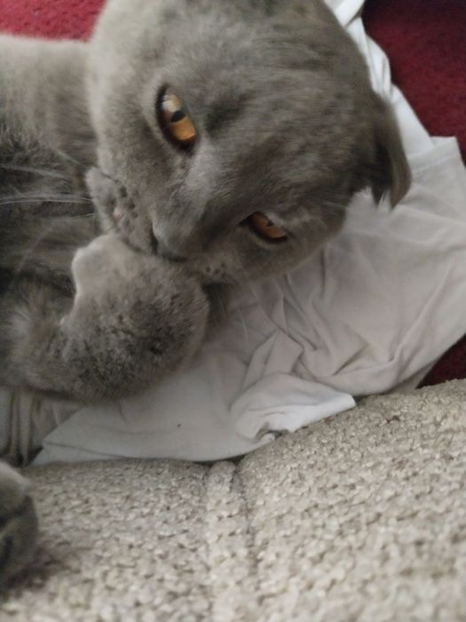 Кот скотиш фолд короткошерстный