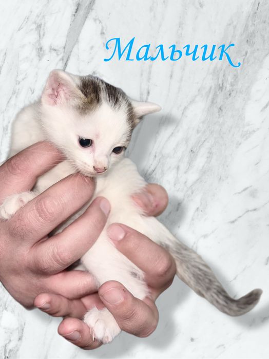 Отдам котят в добрые руки .