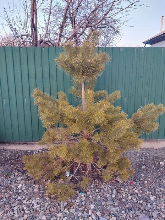 Продам 2 сосны 10000тыс.