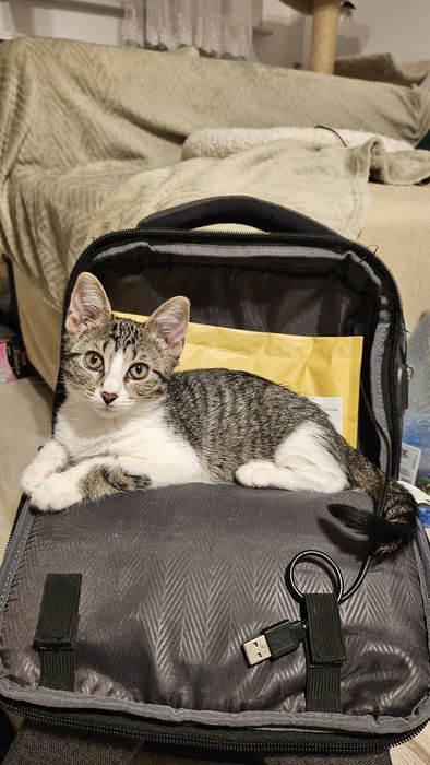 Pui pisica adoptie