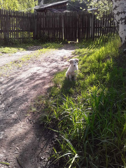 Отдам щенков породы Тазы